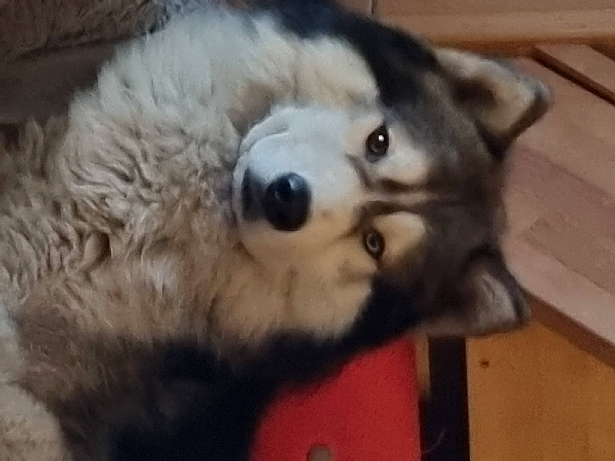 Poutchi a rejoint le concours — aidez-le/la à gagner de superbes lots ! ancient_dog_breeds, canadian_eskimo_dog, canidae, canis, carnivore, companion_dog, dog, dog_breed, fur, hardwood, sled_dog, snout, sporting_group, terrestrial_animal, whiskers, wildlife, wolf, wood, working_animal, working_dog