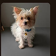 Toby joined the competition — help win amazing prizes! dog, small_dog, fluffy, scruffy, ears, blue_collar, pet, animal, cute, standing, gray_background, studio, portrait, young_dog, fur, domestic_animal, canine, indoor, looking_at_camera, adorable