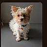 dog, small_dog, fluffy, scruffy, ears, blue_collar, pet, animal, cute, standing, gray_background, studio, portrait, young_dog, fur, domestic_animal, canine, indoor, looking_at_camera, adorable