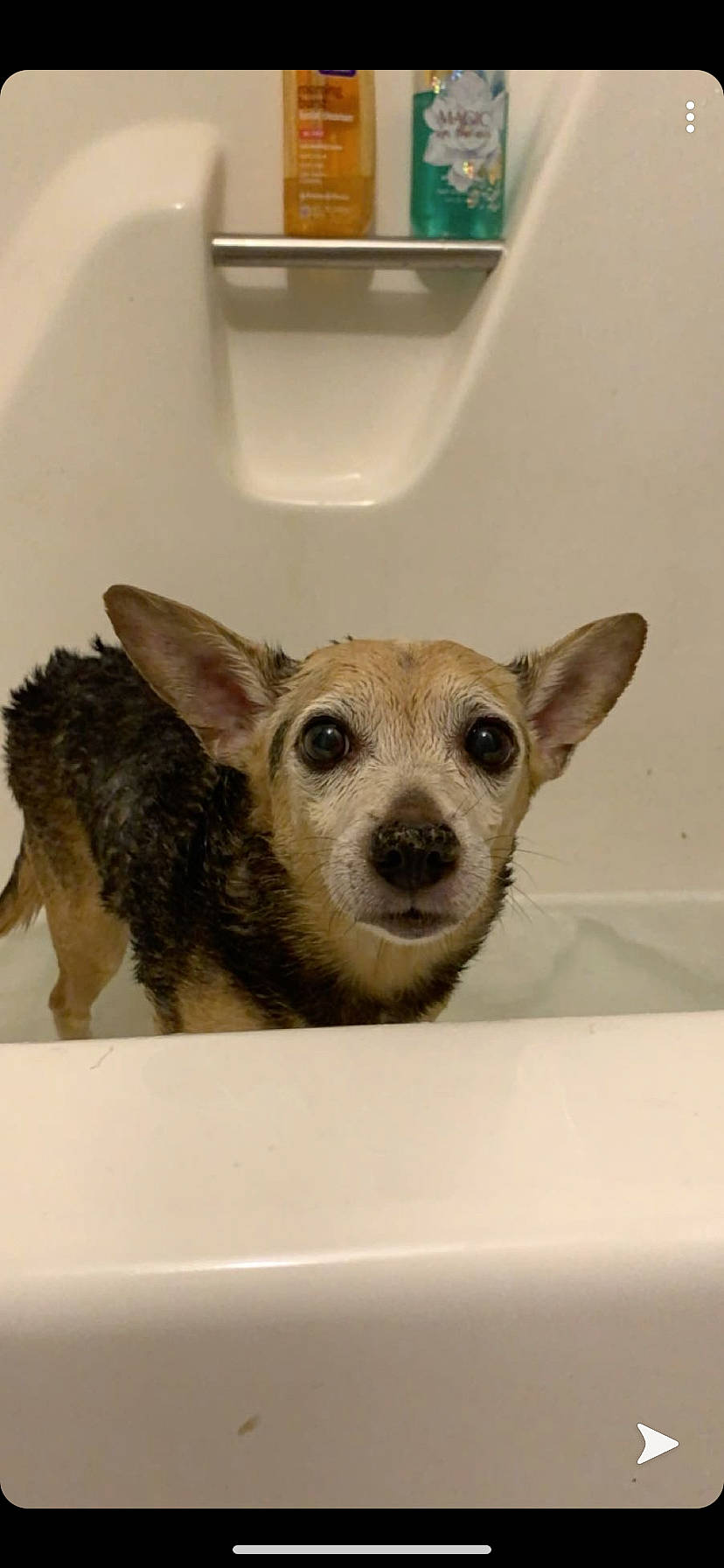 Skippy is registered to the contest to win money with this photo: canidae, carnivore, chihuahua, corgi_chihuahua, dog, dog_breed, ear, fawn, mammal, puppy, skin, snout, toy_dog, vertebrate, whiskers