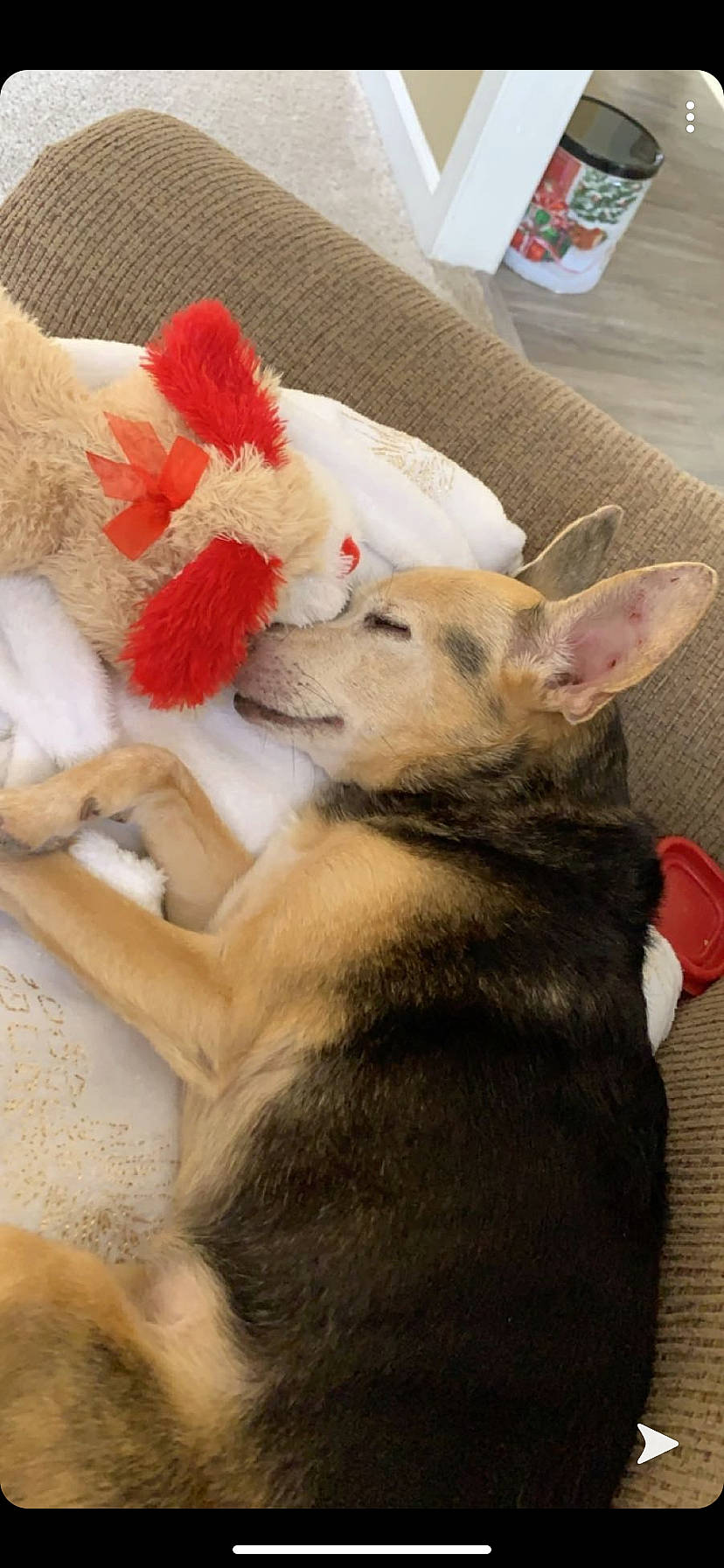 Skippy joined the competition — help win amazing prizes! canidae, carnivore, cat, chihuahua, dog, dog_breed, fawn, felidae, mammal, paw, puppy, tail, vertebrate