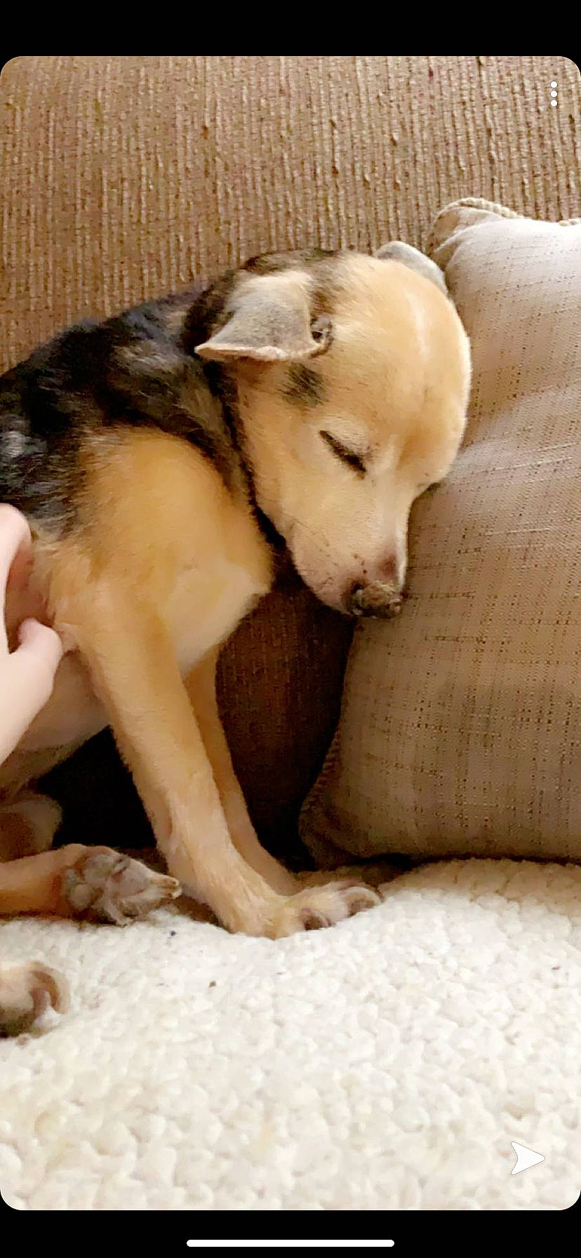 Skippy is registered to the contest to win money with this photo: canidae, carnivore, dog, dog_breed, fawn, fur