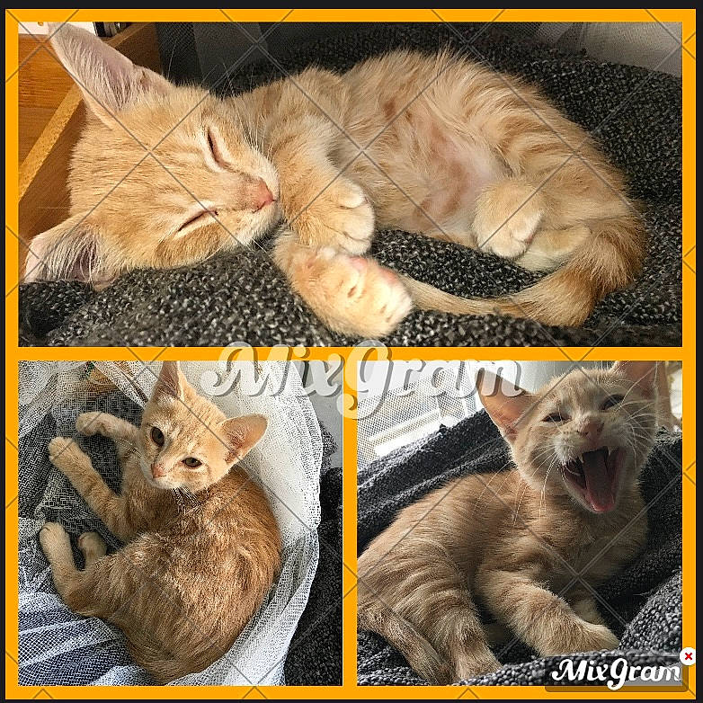 Rasko participe au concours pour gagner de l'argent avec cette photo : adaptation, carnivore, cat, domestic_short_haired_cat, ear, european_shorthair, fawn, felidae, fur, hug, kitten, nap, organism, paw, photo_caption, sleep, small_to_medium_sized_cats, tabby_cat, whiskers, wildlife