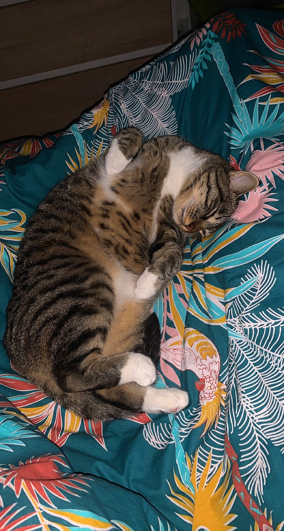 Orion participe au concours pour gagner de l'argent avec cette photo : art, carnivore, cat, claw, comfort, domestic_short_haired_cat, felidae, fur, lap, linens, nap, pattern, paw, room, sleep, small_to_medium_sized_cats, tail, textile, visual_arts, whiskers