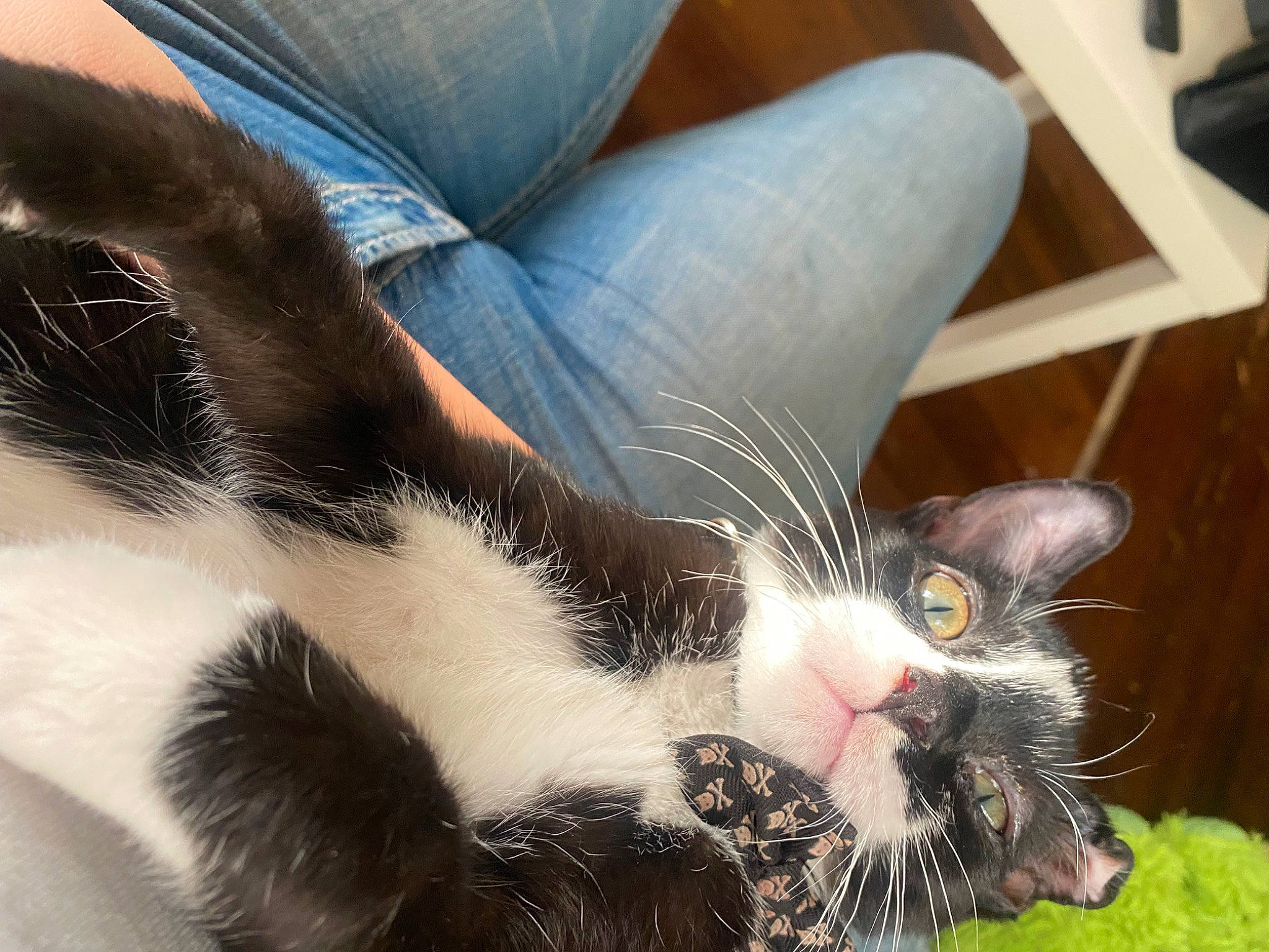 Bruce joined the competition — help win amazing prizes! black_cat, carnivore, cat, claw, close_up, comfort, couch, domestic_short_haired_cat, felidae, foot, fur, grass, human_leg, leg, paw, small_to_medium_sized_cats, snout, tail, whiskers, window