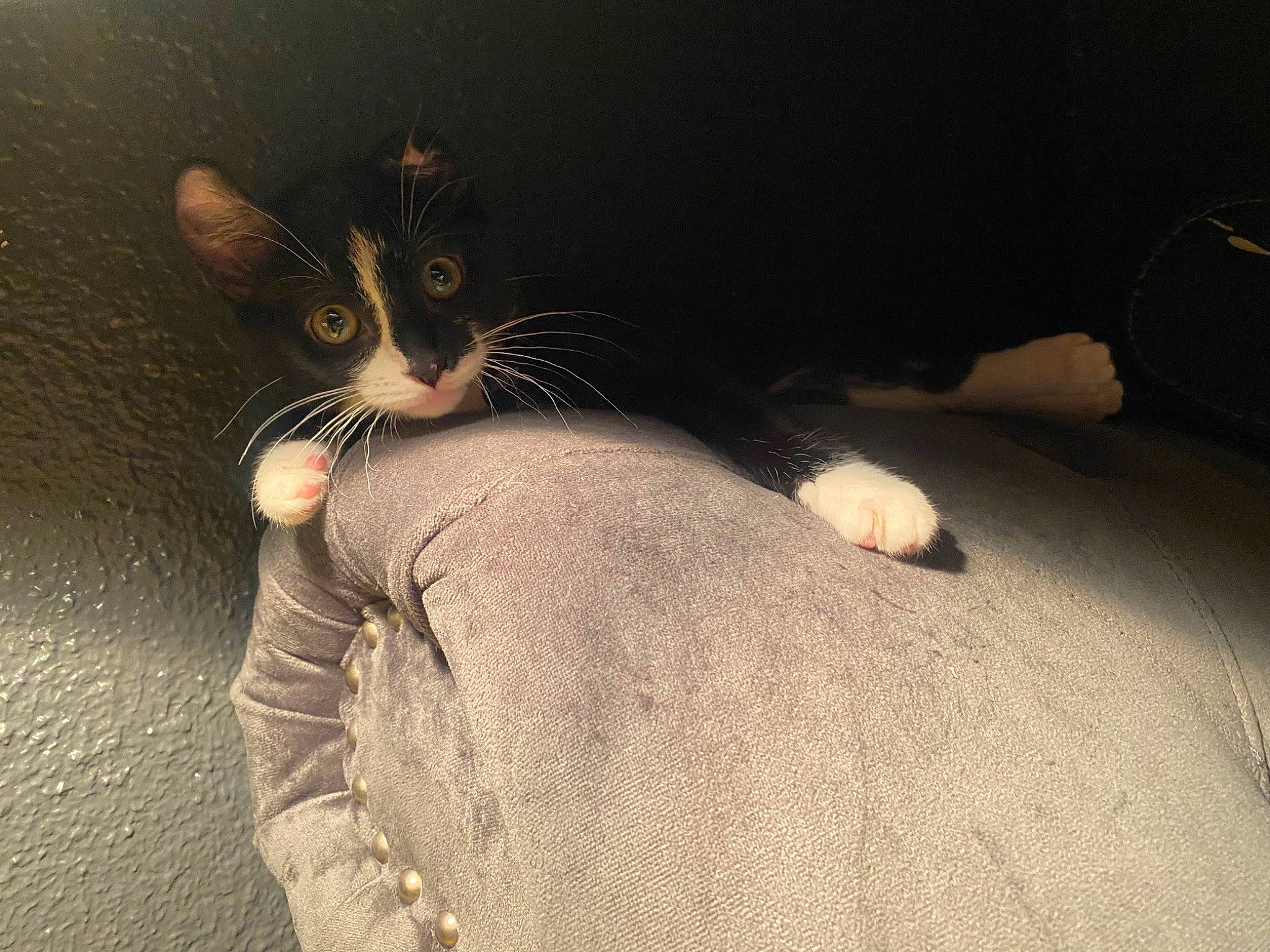 Bruce is registered to the contest to win money with this photo: carnivore, cat, comfort, darkness, domestic_short_haired_cat, elbow, eye, felidae, foot, fur, gesture, human_body, human_leg, leg, nail, paw, small_to_medium_sized_cats, snout, tail, whiskers