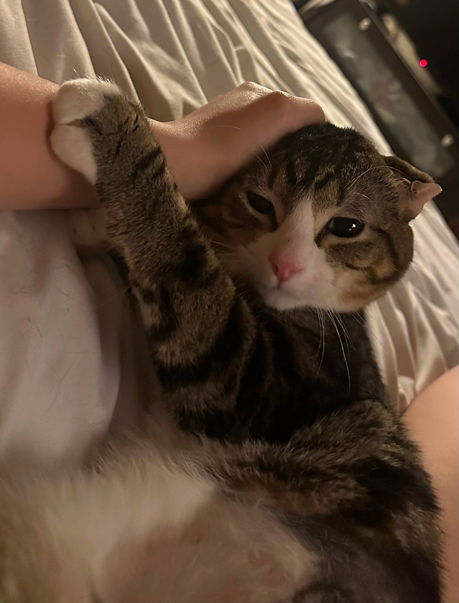 Wayne joined the competition — help win amazing prizes! carnivore, cat, claw, comfort, domestic_short_haired_cat, ear, fawn, felidae, fur, gesture, nail, paw, photo_caption, selfie, small_to_medium_sized_cats, tree, whiskers