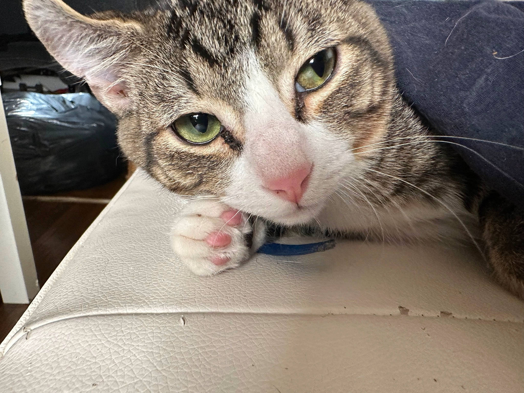 Wayne is registered to the contest to win money with this photo: arm, carnivore, cat, claw, comfort, domestic_short_haired_cat, ear, eye, eyelash, felidae, foot, fur, head, human_body, iris, paw, sitting, small_to_medium_sized_cats, snout, whiskers