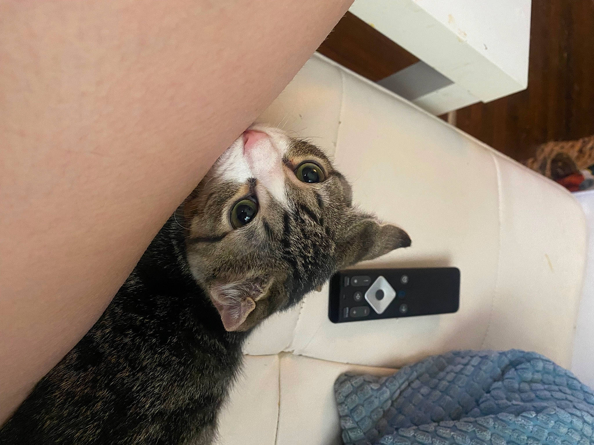 Wayne joined the competition — help win amazing prizes! cat, comfort, domestic_short_haired_cat, felidae, finger, fur, gesture, human_leg, linens, moustache, nail, paw, room, selfie, small_to_medium_sized_cats, snout, whiskers, wrist