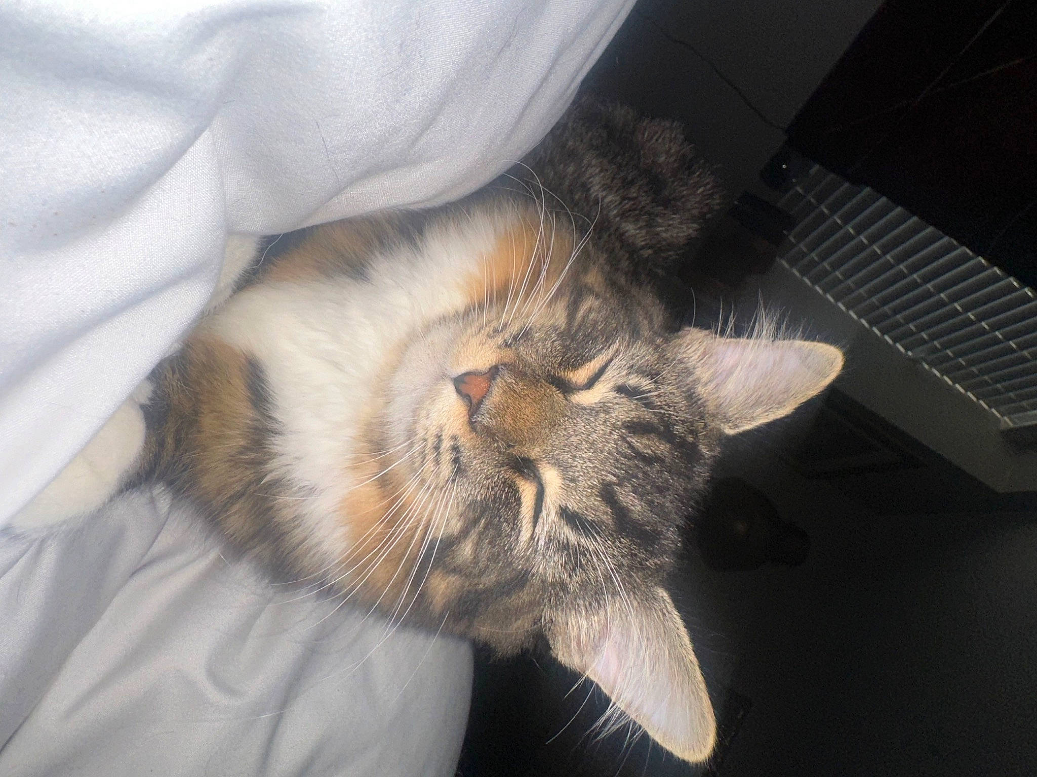 Gordon joined the competition — help win amazing prizes! carnivore, cat, claw, comfort, domestic_short_haired_cat, ear, felidae, fur, nap, paw, sleep, small_to_medium_sized_cats, snout, tail, whiskers