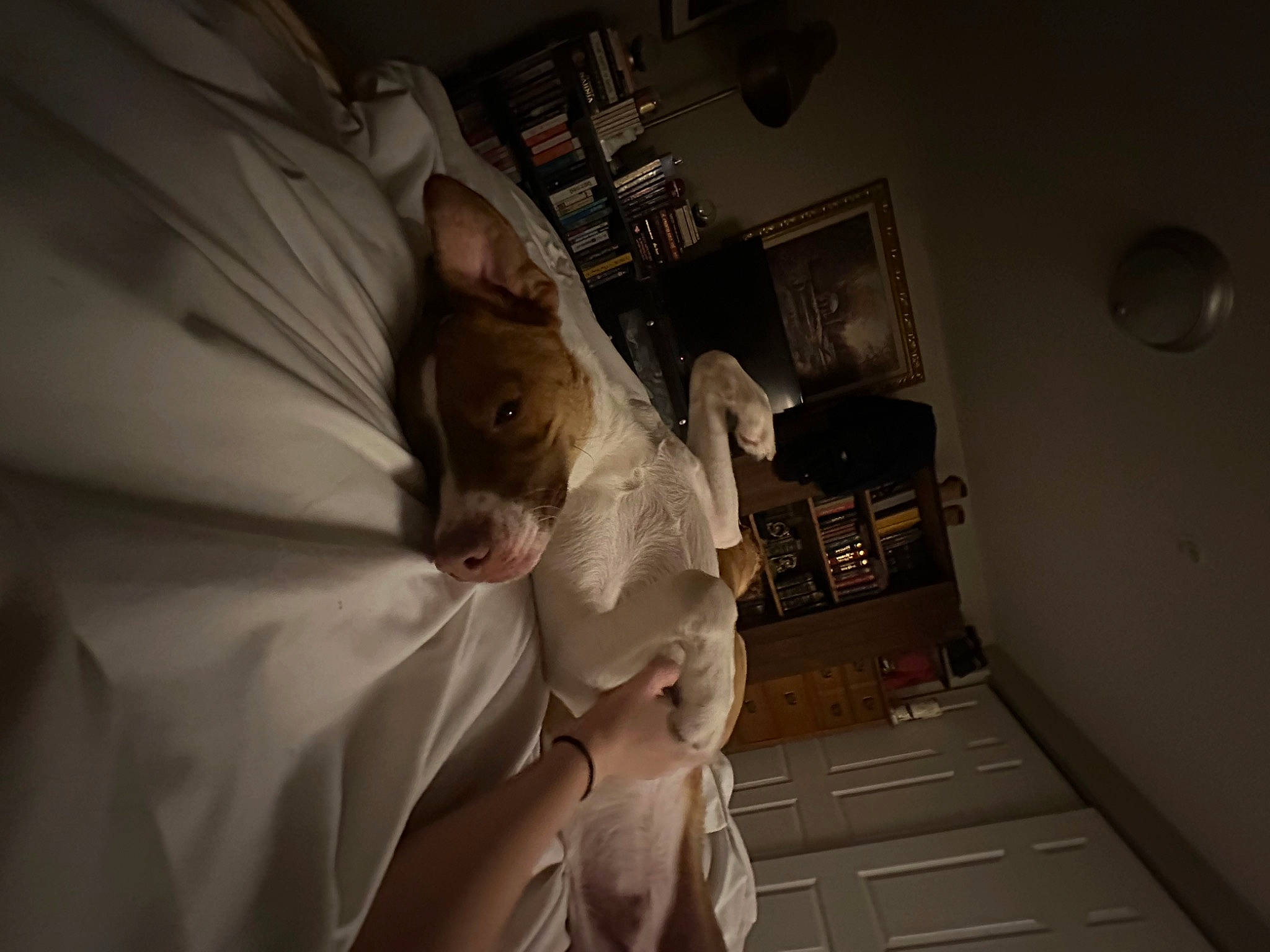 Achilles is registered to the contest to win money with this photo: bed, bed_sheet, bedding, bedroom, bridal_accessory, bridal_clothing, ceiling, comfort, darkness, dress, event, fashion_design, flash_photography, gown, linens, monochrome, monochrome_photography, room, service, wedding_dress