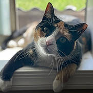 Arya is registered to the contest to win money with this photo: animal, calico, cat, closeup, curious, cute, domestic, face, fur, greenery, indoor, laying, mammal, pet, portrait, relaxed, soft_light, whiskers, window, windowsill