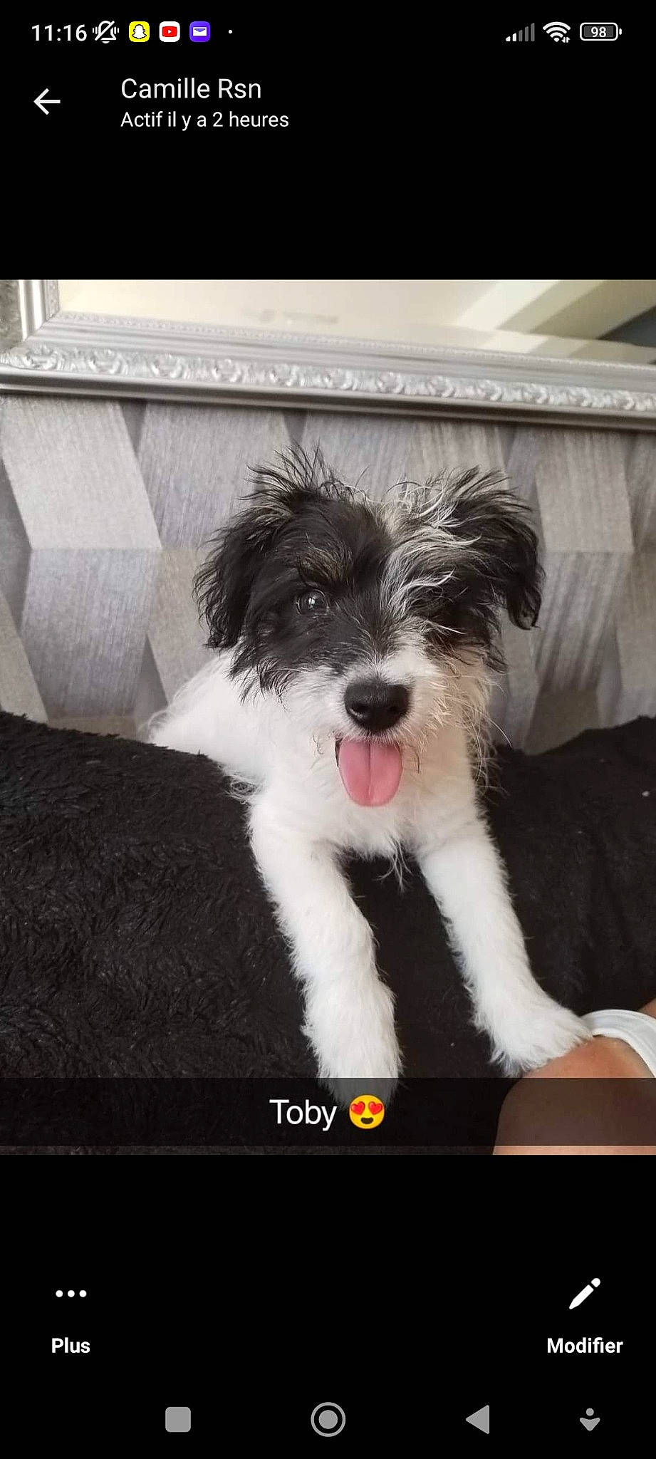 Toby a rejoint le concours — aidez-le/la à gagner de superbes lots ! art, canidae, carnivore, companion_dog, dog, dog_breed, fang, font, fur, non_sporting_group, paw, puppy, rectangle, snout, sporting_group, terrier, toy_dog, water_dog, working_animal