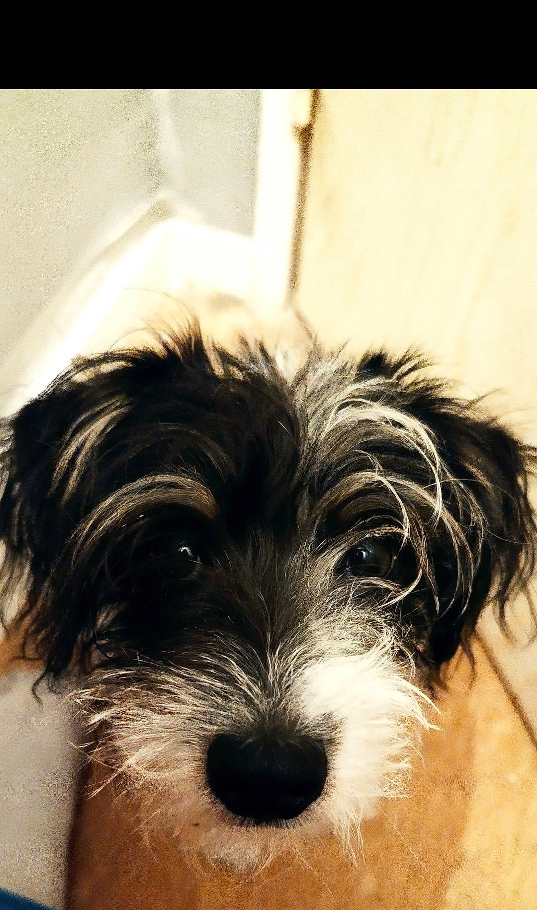 Toby a rejoint le concours — aidez-le/la à gagner de superbes lots ! biewer_terrier, canidae, carnivore, companion_dog, dog, dog_breed, dog_supply, fur, head, liver, maltepoo, shih_poo, small_terrier, snout, sporting_group, terrestrial_animal, terrier, toy_dog, water_dog, working_animal