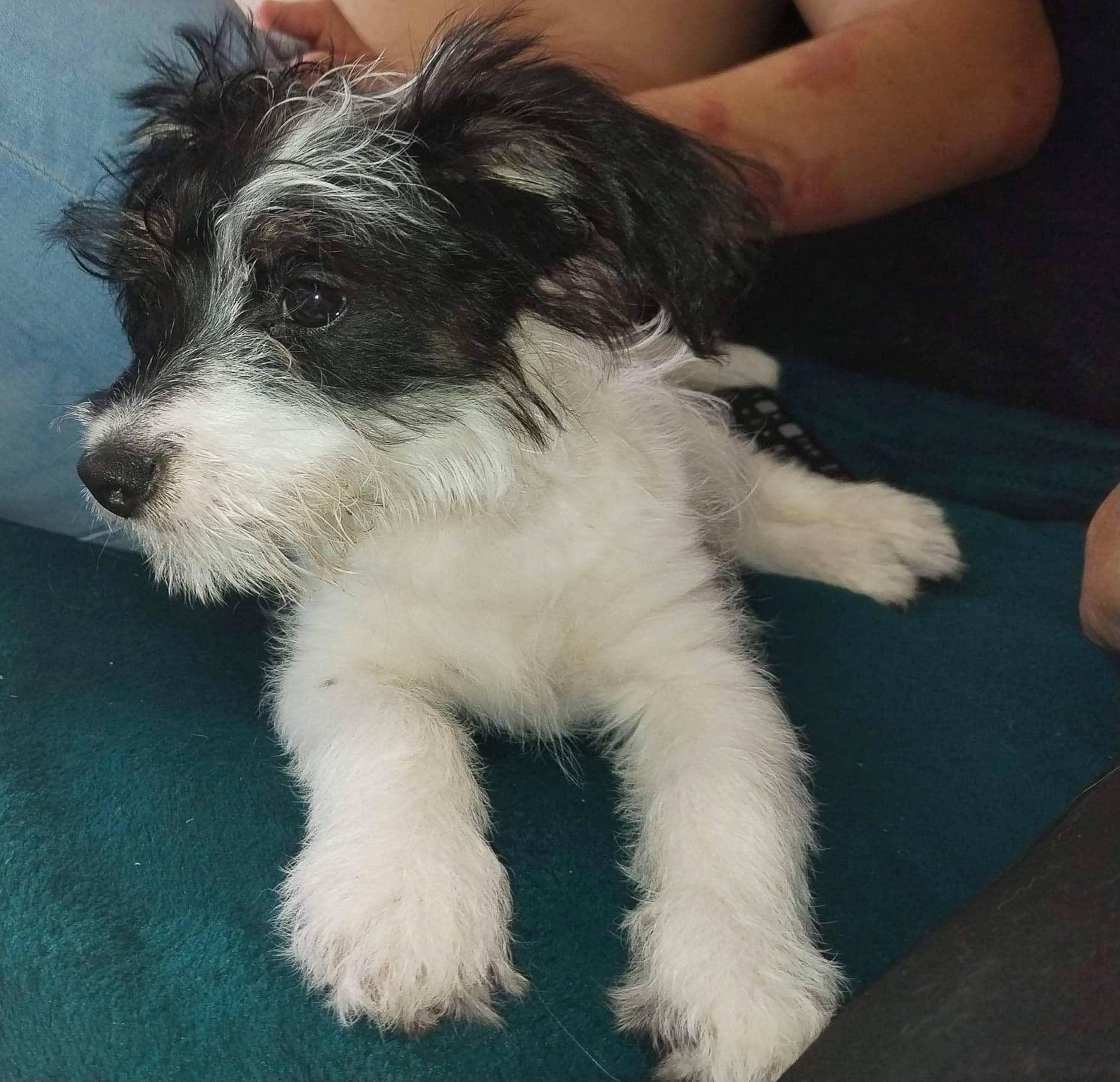 Toby a rejoint le concours — aidez-le/la à gagner de superbes lots ! canidae, carnivore, companion_dog, dog, dog_breed, dog_collar, fang, fur, non_sporting_group, paw, puppy, small_terrier, snout, sporting_group, tail, terrier, toy_dog, whiskers, working_animal, working_dog