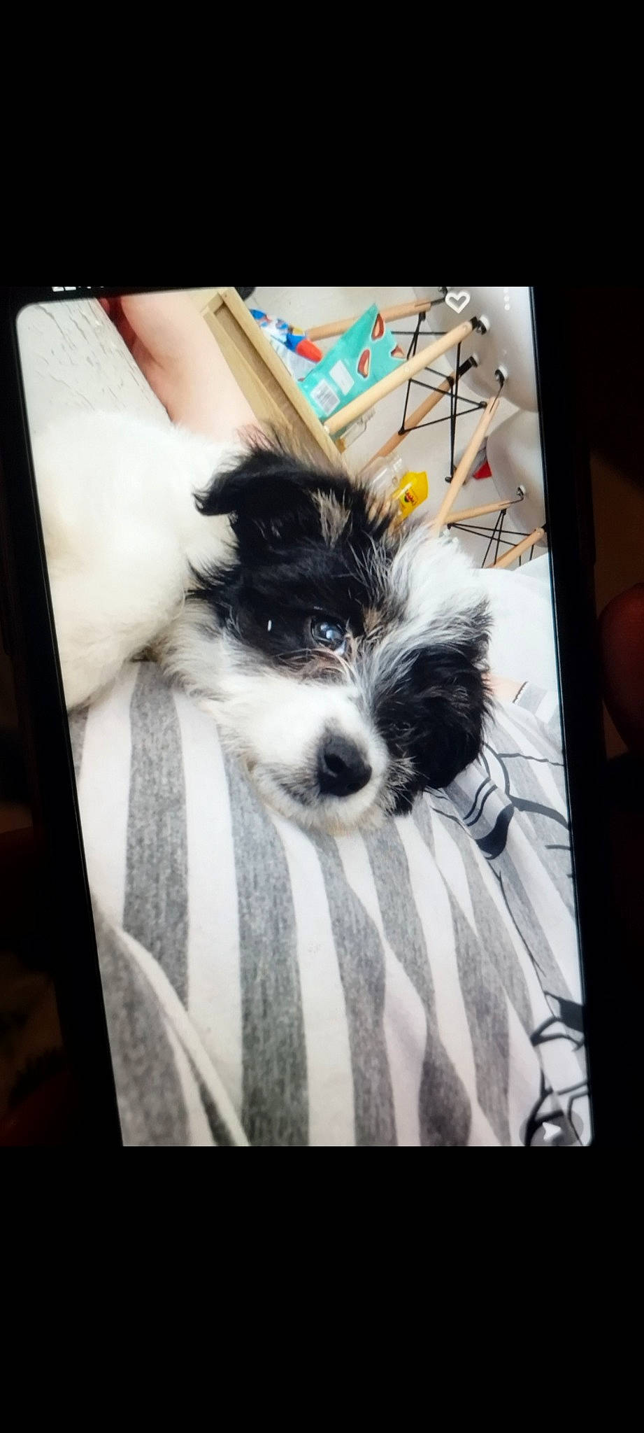 Toby participe au concours pour gagner de l'argent avec cette photo : canidae, carnivore, communication_device, companion_dog, couch, dog, dog_breed, dog_supply, electronic_device, font, fur, gadget, picture_frame, puppy, puppy_love, snout, sporting_group, square, terrier, toy_dog