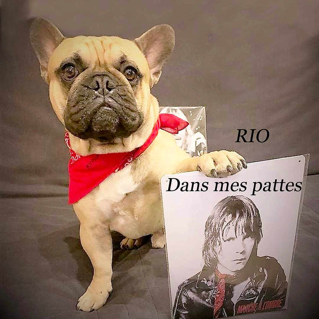 Rio participe au concours pour gagner de l'argent avec cette photo : adult, advertisement, animal, book, boxer, bulldog, canine, comics, dog, face, frenchbulldog, head, male, man, person, pet, pitbull, poster, publication, pug