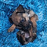 puppy, dog, canine, sleeping, lying_down, belly_up, brown_fur, black_muzzle, floppy_ears, paws, claws, blue_blanket, furry, cozy, cute, pet, indoor, close_up, portrait, playful