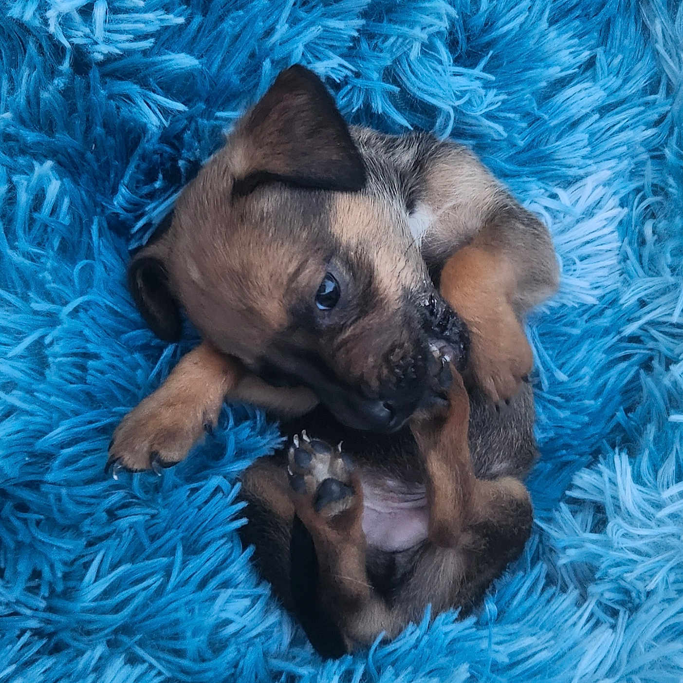 Boki participe au concours pour gagner de l'argent avec cette photo : puppy, dog, canine, sleeping, lying_down, belly_up, brown_fur, black_muzzle, floppy_ears, paws, claws, blue_blanket, furry, cozy, cute, pet, indoor, close_up, portrait, playful