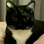 Tokyo is registered to the contest to win money with this photo: cat, tuxedo_cat, pet, indoor, blanket, curtains, black_and_white, whiskers, fur, cute, animal, cozy, resting, soft_lighting, closeup, eyes, face, domestic_cat, sleeping_area, comfort