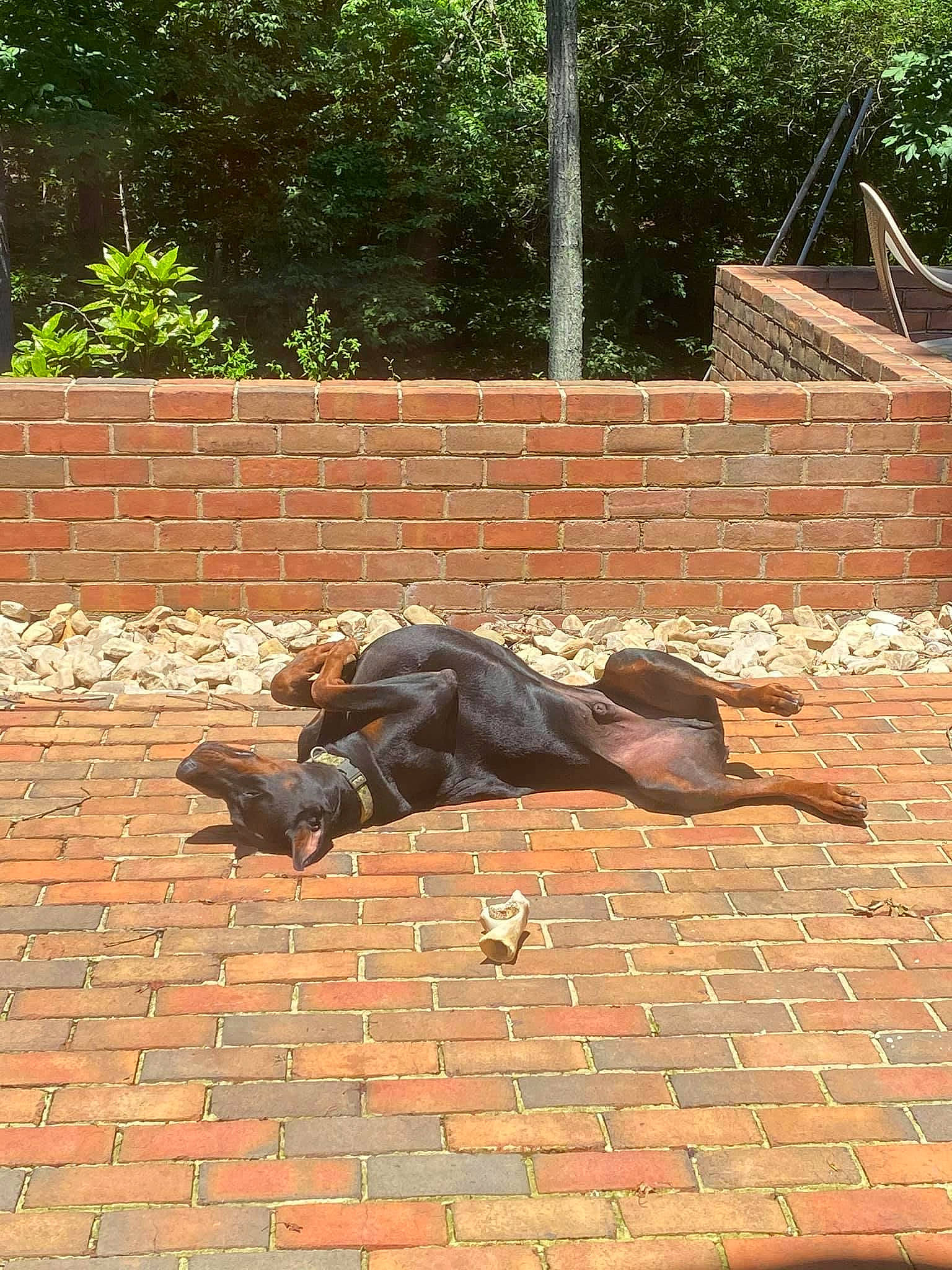 Zeus joined the competition — help win amazing prizes! brick, brickwork, cobblestone, flagstone, flooring, grass, groundcover, human_leg, leisure, plant, road_surface, shadow, sidewalk, sitting, sporting_group, tail, terrestrial_animal, tree, wildlife, wood