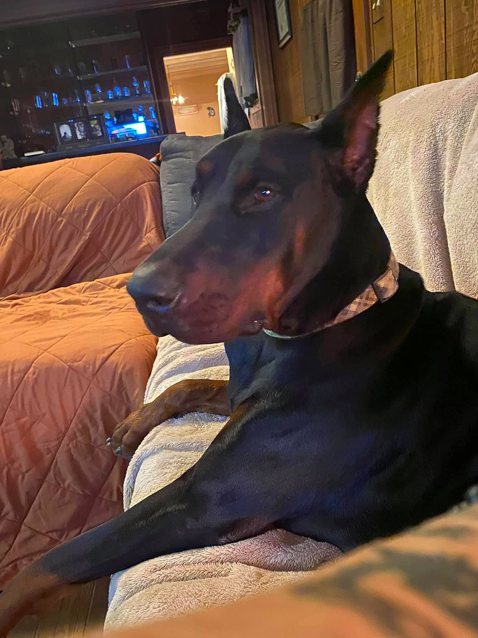 Zeus is registered to the contest to win money with this photo: brown, carnivore, collar, comfort, companion_dog, dobermann, dog, dog_breed, dog_collar, dog_supply, ear, fawn, liver, pet_supply, pinscher, snout, sporting_group, television, whiskers, working_animal