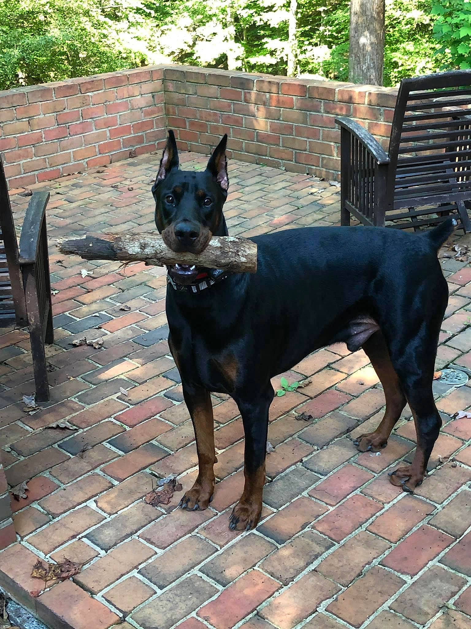 Zeus is registered to the contest to win money with this photo: canidae, carnivore, collar, companion_dog, dog, dog_breed, dog_collar, dog_supply, fawn, flooring, guard_dog, pet_supply, pinscher, road_surface, snout, sporting_group, tail, tree, working_animal, working_dog
