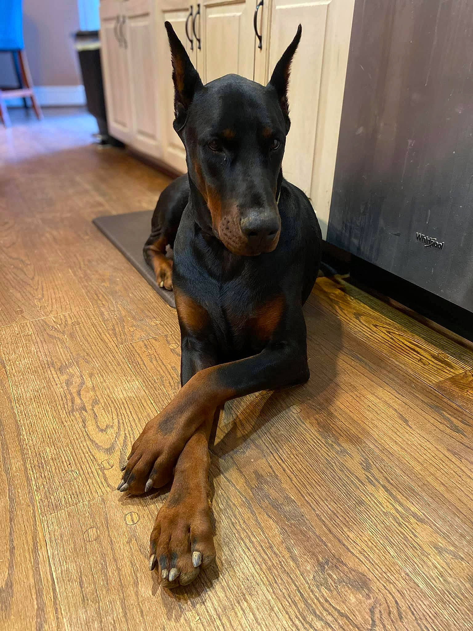 Zeus is registered to the contest to win money with this photo: carnivore, chair, companion_dog, dobermann, dog, dog_breed, fawn, floor, flooring, guard_dog, hardwood, paw, pinscher, snout, terrestrial_animal, toy_dog, wood, wood_flooring, working_animal, working_dog