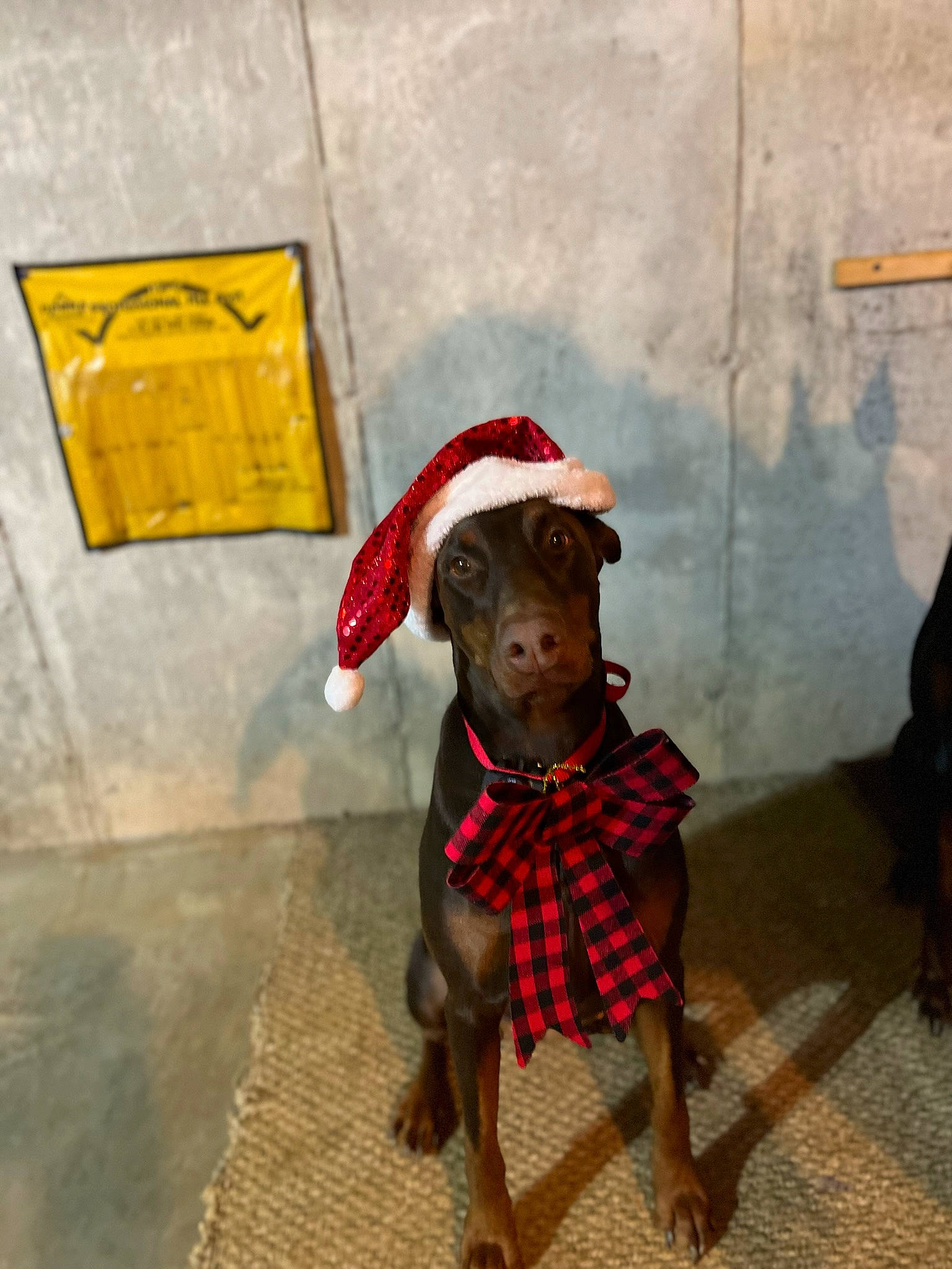 Zara is registered to the contest to win money with this photo: art, carnivore, companion_dog, dog, dog_breed, dog_clothes, dog_supply, fashion_accessory, fawn, flooring, hat, liver, pet_supply, sitting, snout, tail, toy_dog, visual_arts, wood, working_animal