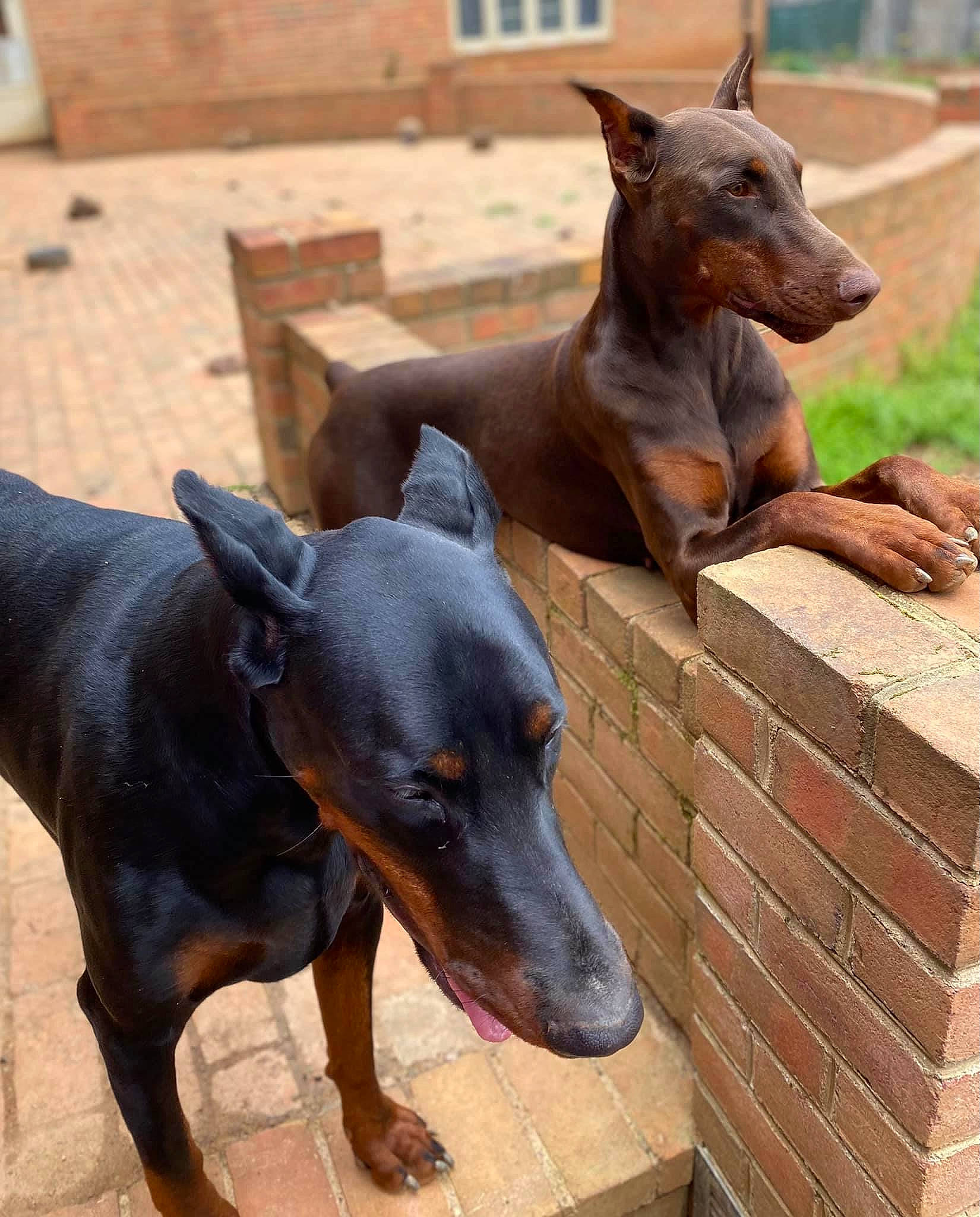 Zara is registered to the contest to win money with this photo: building, canidae, carnivore, collar, companion_dog, dobermann, dog, dog_breed, dog_supply, fawn, liver, mammal, pet_supply, plant, snout, terrestrial_animal, vertebrate, window, working_animal, working_dog