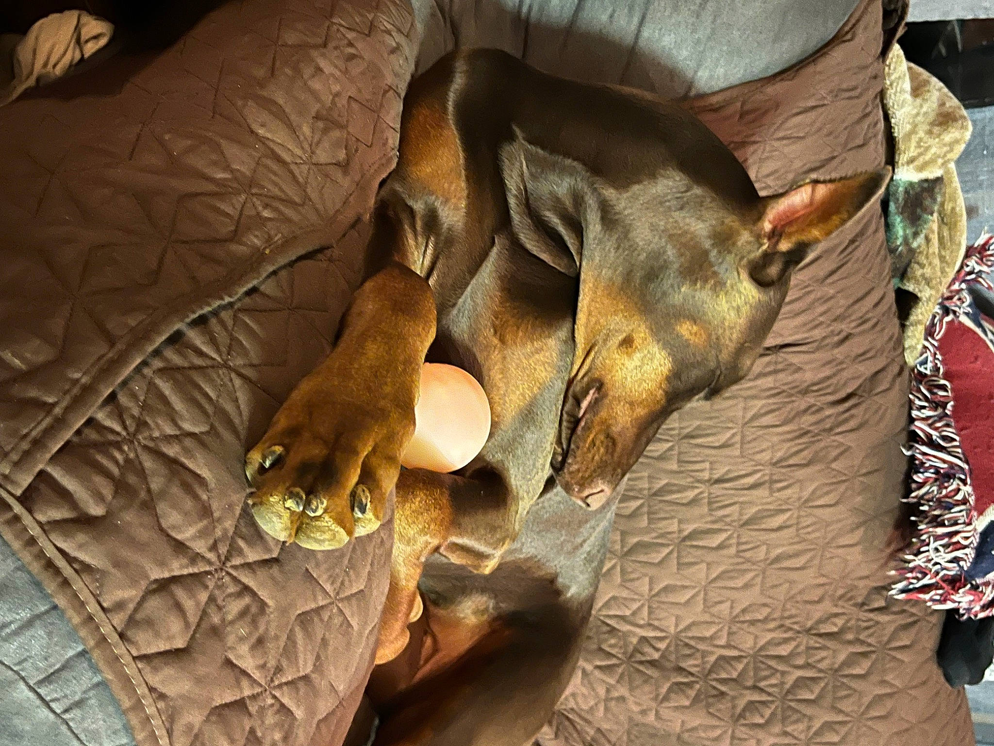 Zara joined the competition — help win amazing prizes! canidae, carnivore, comfort, companion_dog, dog, dog_breed, fawn, felidae, fur, human_leg, metal, paw, snout, sporting_group, terrestrial_animal, wood, working_animal