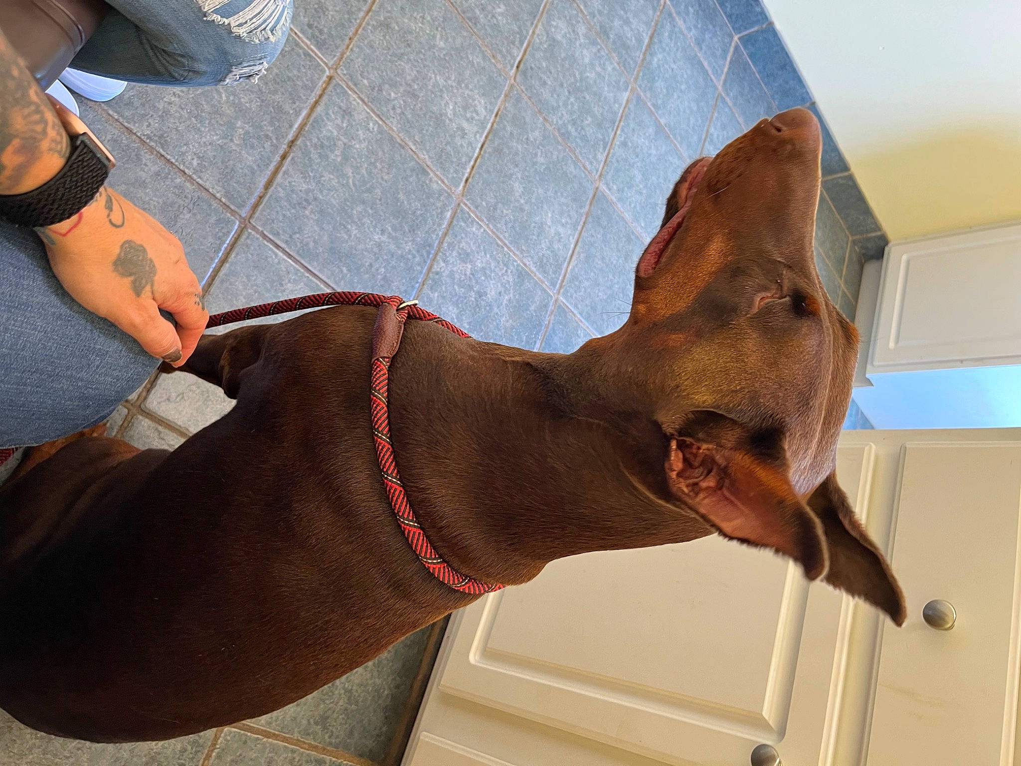 Zara joined the competition — help win amazing prizes! art, carnivore, denim, dinosaur, elbow, fashion_accessory, fawn, flooring, foot, human_leg, knee, liver, neck, pattern, sleeve, tail, terrestrial_animal, visual_arts, wood, working_animal