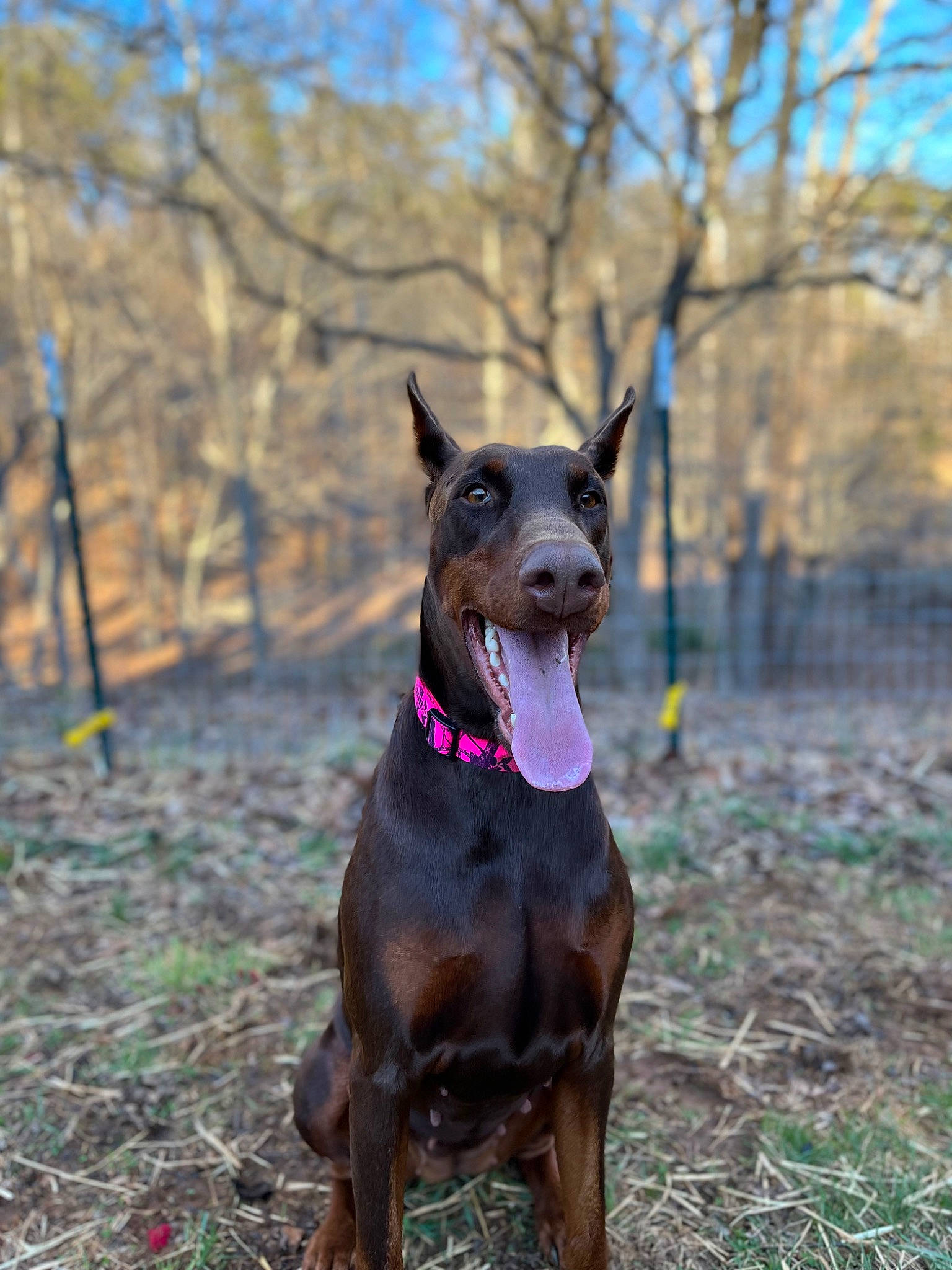 Zara is registered to the contest to win money with this photo: canidae, carnivore, collar, companion_dog, dog, dog_breed, dog_collar, dog_supply, fashion_accessory, fawn, guard_dog, liver, pet_supply, plant, sky, snout, sporting_group, tree, working_animal, working_dog