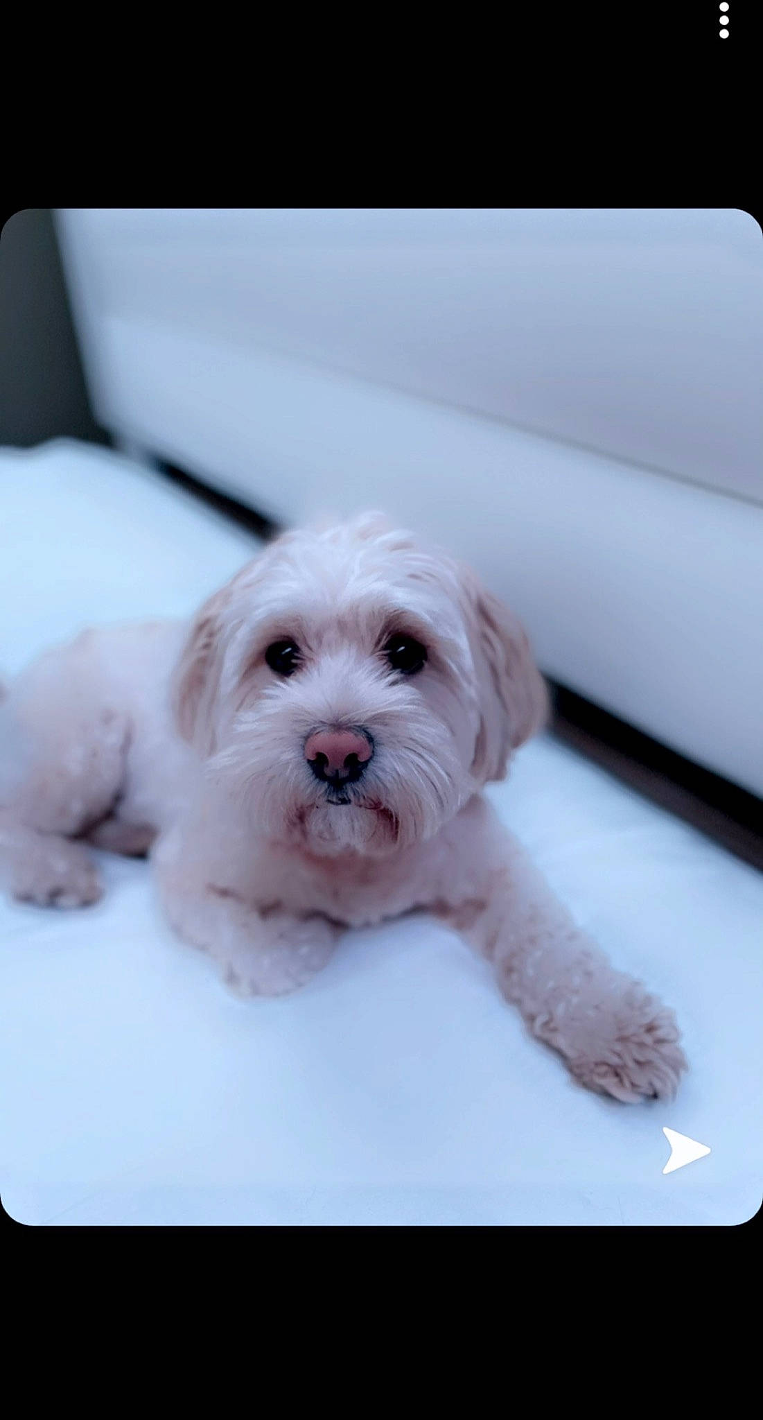 Echo is registered to the contest to win money with this photo: canidae, carnivore, companion_dog, dog, dog_breed, dog_supply, mal_shi, maltepoo, non_sporting_group, puppy, small_terrier, snout, sporting_group, terrier, tongue, toy_dog, vertebrate, water_dog, working_animal, working_dog