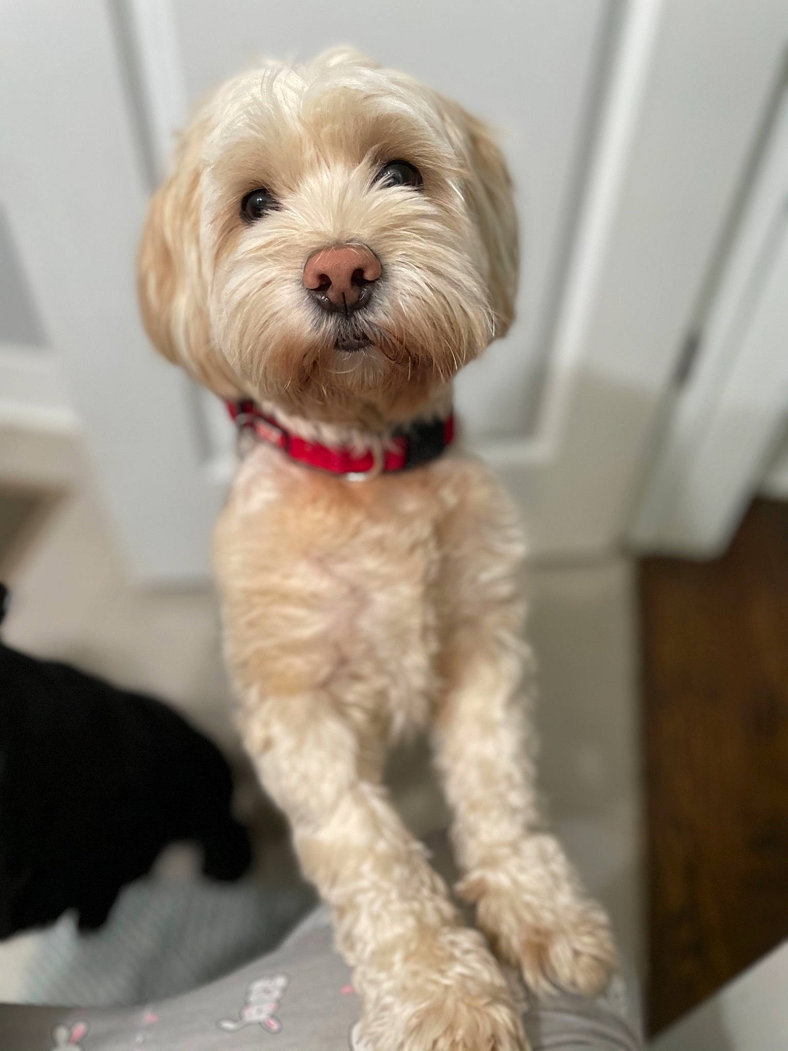 Echo joined the competition — help win amazing prizes! canidae, carnivore, companion_dog, dog, dog_breed, dog_supply, fawn, fur, maltepoo, pet_supply, pink, puppy, small_terrier, snout, sporting_group, terrier, tongue, toy_dog, vertebrate, working_animal