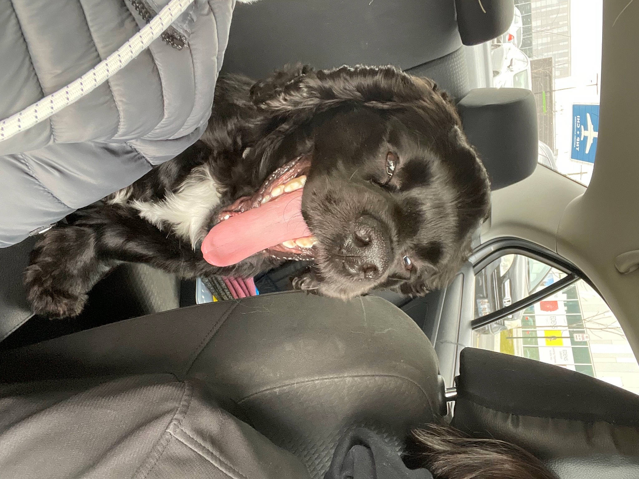 Elmo joined the competition — help win amazing prizes! automotive_mirror, automotive_window_part, canidae, car_seat, car_seat_cover, carnivore, comfort, companion_dog, daylighting, dog_breed, fur, glass, head_restraint, natural_material, snout, stuffed_toy, tongue, vehicle_door, vertebrate, windshield