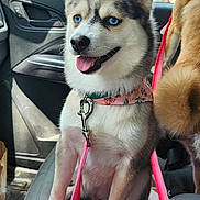 Deanna is registered to the contest to win money with this photo: dog, husky, puppy, blue_eyes, car_interior, seat, leash, collar, pink_leash, window, trees, daytime, sunny, happy, pet, animal, canine, tongue_out, inside_car, two_dogs