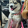 dog, husky, puppy, blue_eyes, car_interior, seat, leash, collar, pink_leash, window, trees, daytime, sunny, happy, pet, animal, canine, tongue_out, inside_car, two_dogs