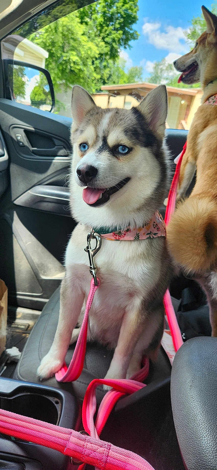 Deanna is registered to the contest to win money with this photo: dog, husky, puppy, blue_eyes, car_interior, seat, leash, collar, pink_leash, window, trees, daytime, sunny, happy, pet, animal, canine, tongue_out, inside_car, two_dogs