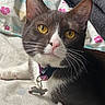 Violet is registered to the contest to win money with this photo: cat, tuxedo_cat, yellow_eyes, collar, pet_tag, bed, blanket, floral_pattern, purple_collar, whiskers, pink_nose, indoor, resting, cute, feline, close_up, fur, relaxed, pet, animal