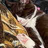 Violet joined the competition — help win amazing prizes! cat, sleeping, cozy, brown_and_white, paw, pink_nose, blanket, soft_texture, resting, fur, whiskers, indoor, close_up, cute, pet, napping, relaxed, warm, comfort, domestic_animal