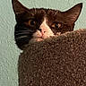 cat, tuxedo_cat, peeking, carpeted_surface, indoor, curious, wide_eyes, feline, pet, animal, portrait, close_up, soft_texture, brown, white, ears, whiskers, wall, home, quiet