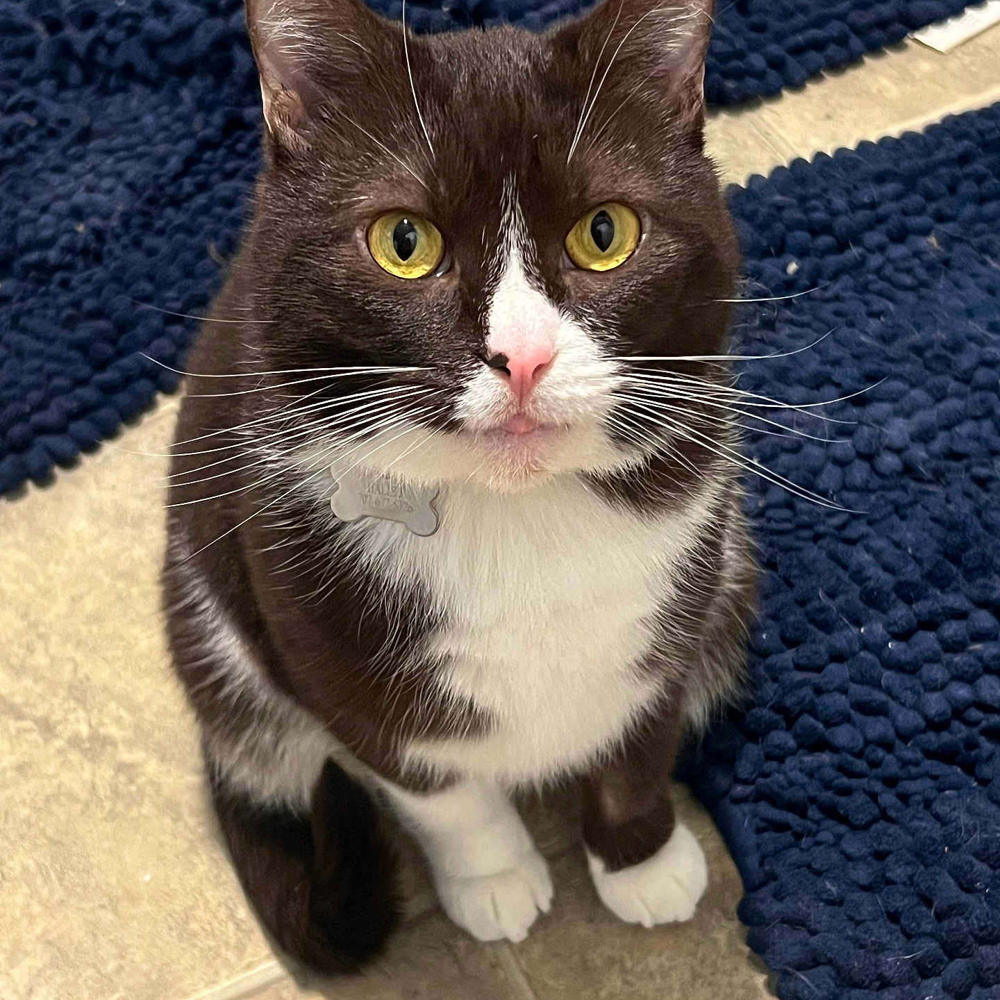 Violet joined the competition — help win amazing prizes! cat, tuxedo_cat, yellow_eyes, pet, indoor, floor, tile, rug, blue_rug, whiskers, fur, cute, animal, domestic_animal, face, sitting, curious, collar, tag, closeup