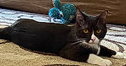 Violet joined the competition — help win amazing prizes! cat, black_and_white_cat, pet, indoor, carpet, patterned_carpet, plush_toy, blue_toy, couch, furniture, yellow_eyes, animal, domestic_cat, whiskers, relaxed, lying_down, curious, cozy, home, mammal