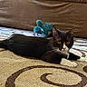cat, black_and_white_cat, pet, indoor, carpet, patterned_carpet, plush_toy, blue_toy, couch, furniture, yellow_eyes, animal, domestic_cat, whiskers, relaxed, lying_down, curious, cozy, home, mammal