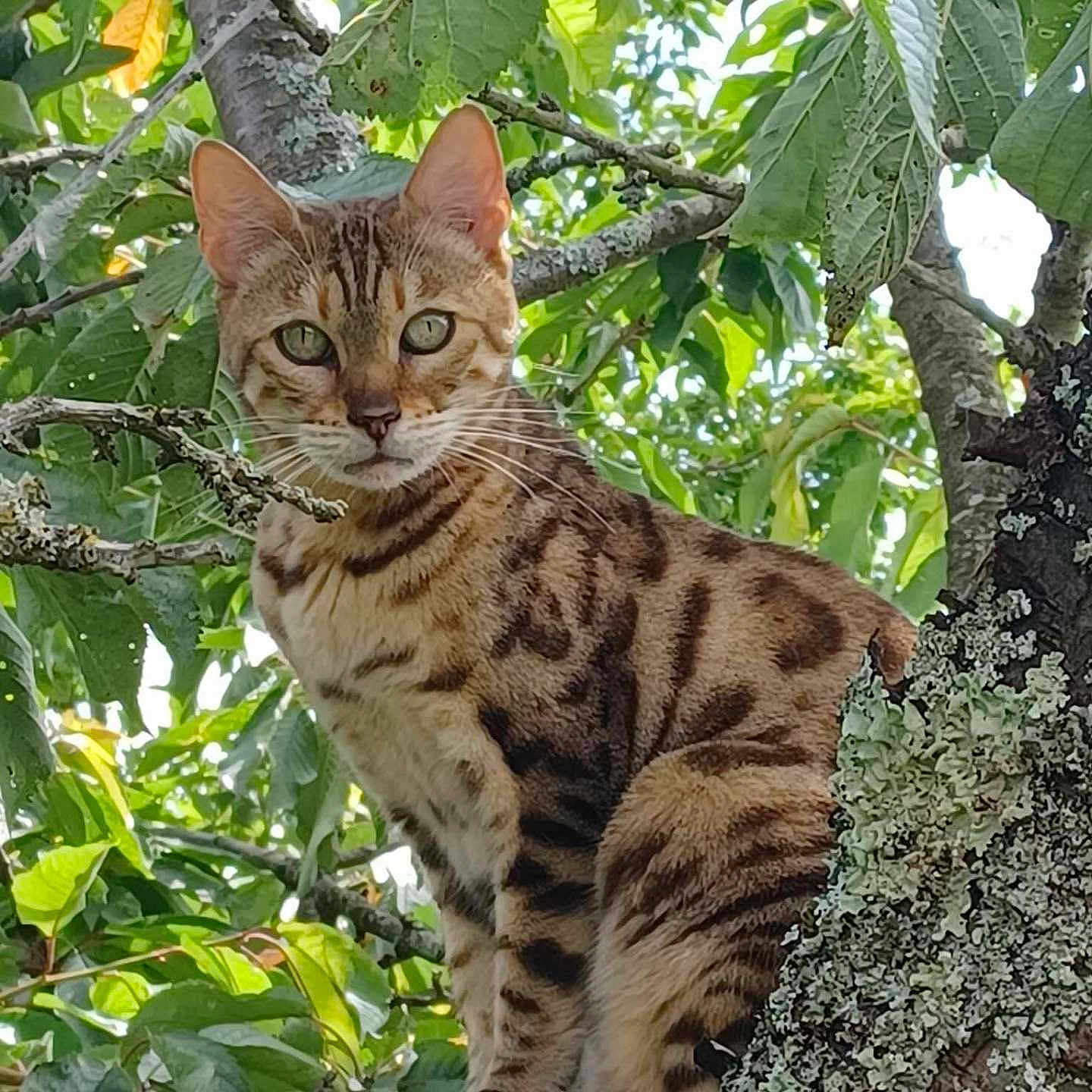 Chocolatine a rejoint le concours — aidez-le/la à gagner de superbes lots ! abyssinian, angora, animal, cat, egyptiancat, jungle, kitten, land, leaf, manx, nature, ocelot, outdoors, pet, plant, rainforest, tree, vegetation