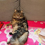 Chipie participe au concours pour gagner de l'argent avec cette photo : cat, tabby, fluffy, pet, animal, feline, relaxed, indoor, couch, blanket, pink, patterned, fur, tail, whiskers, ears, eyes, home, cozy, resting