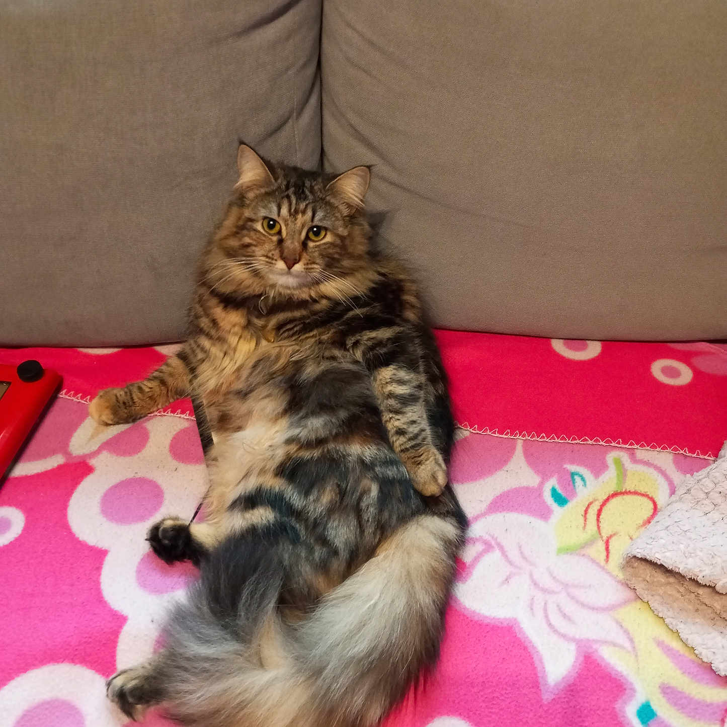 Chipie participe au concours pour gagner de l'argent avec cette photo : animal, blanket, cat, couch, cozy, ears, eyes, feline, fluffy, fur, home, indoor, patterned, pet, pink, relaxed, resting, tabby, tail, whiskers