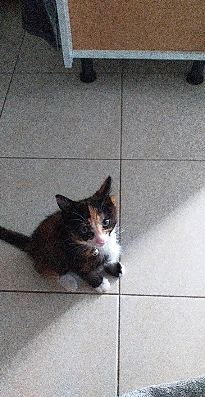 Cacahuète participe au concours pour gagner de l'argent avec cette photo : carnivore, cat, domestic_short_haired_cat, european_shorthair, felidae, floor, flooring, fur, kitten, small_to_medium_sized_cats, tail, tile, whiskers