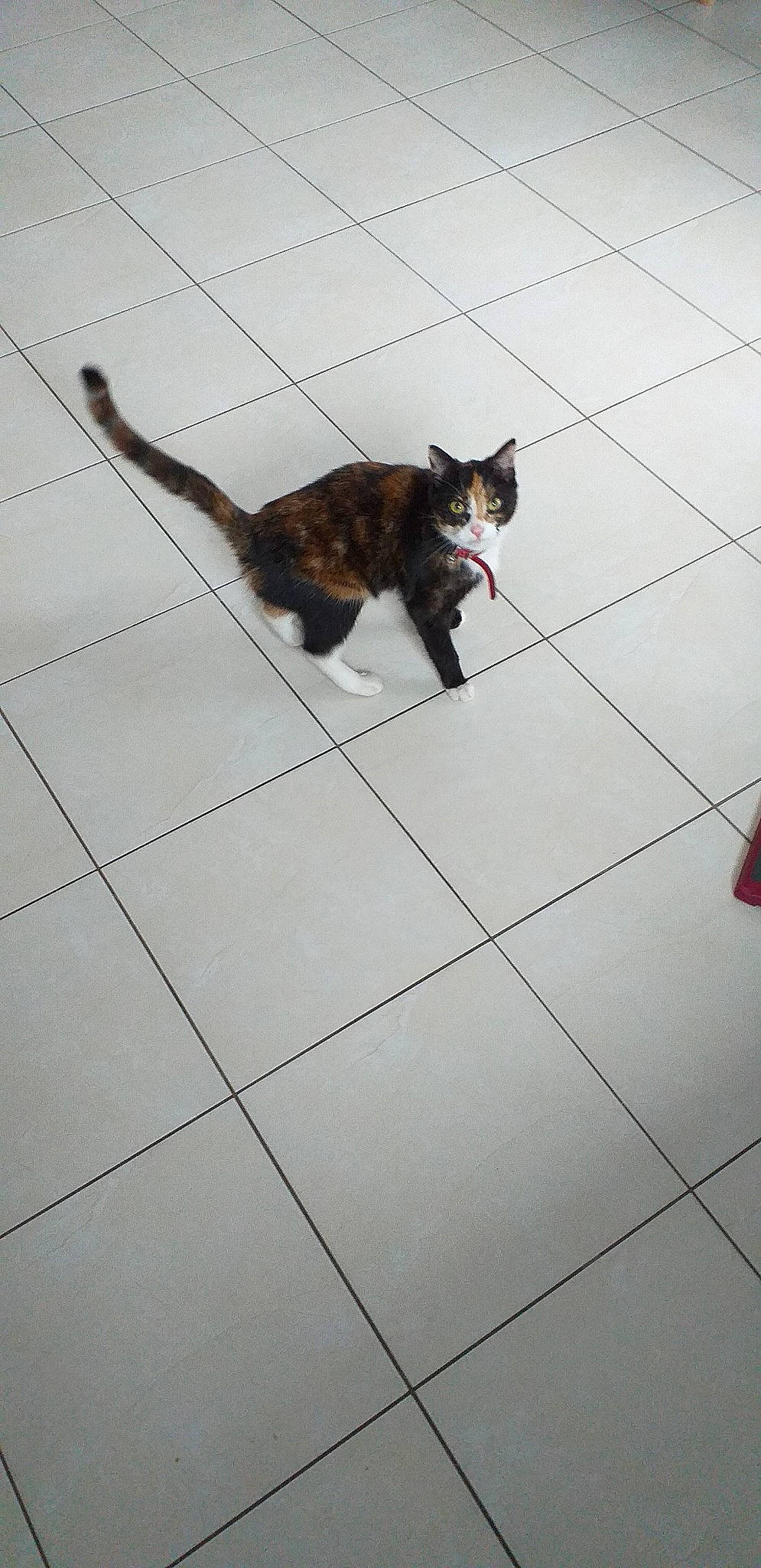 Cacahuète participe au concours pour gagner de l'argent avec cette photo : black_cat, carnivore, cat, domestic_short_haired_cat, european_shorthair, felidae, floor, flooring, fur, kitten, plumbing_fixture, polydactyl_cat, sand, small_to_medium_sized_cats, tail, tile, whiskers